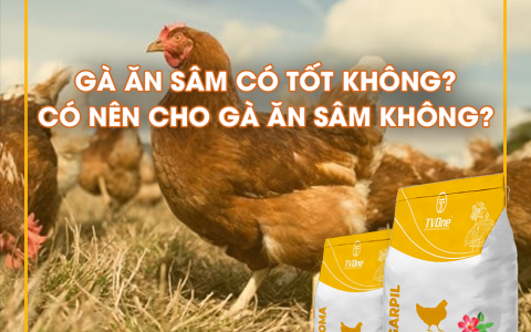 GÀ ĂN SÂM CÓ TỐT KHÔNG? CÓ NÊN CHO GÀ ĂN SÂM?